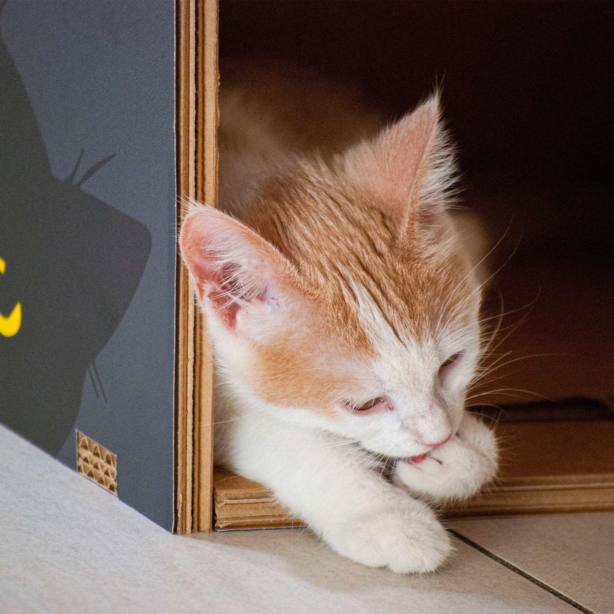 Rippotai Cuccia per gatti eco-sostenibile BlackCatpotai